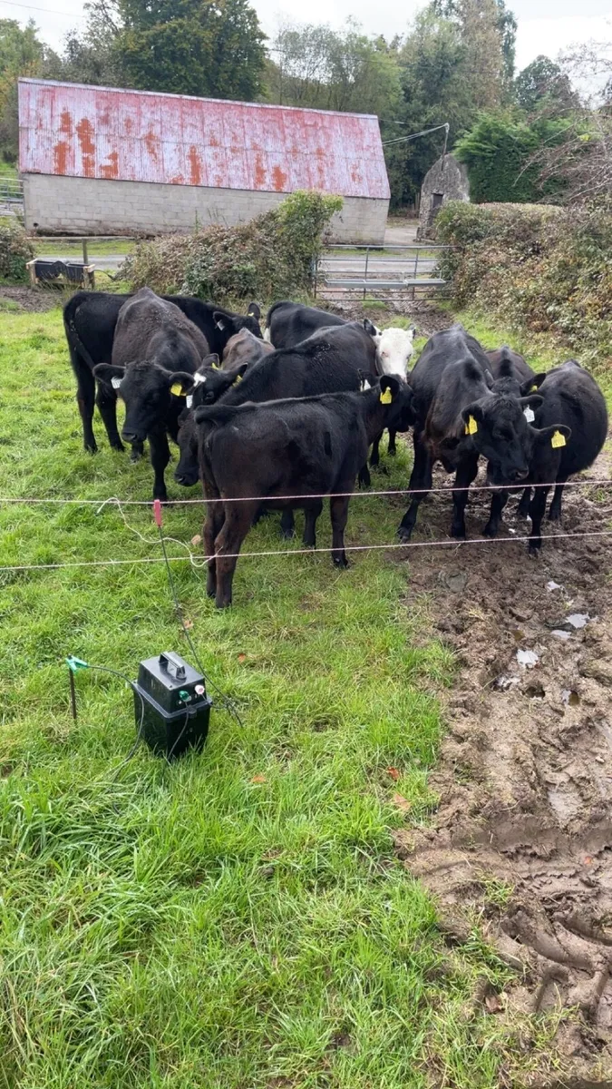 Calves - Image 1