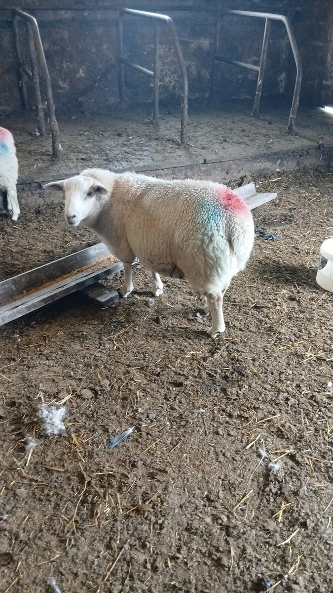 Ram lamb - Image 1