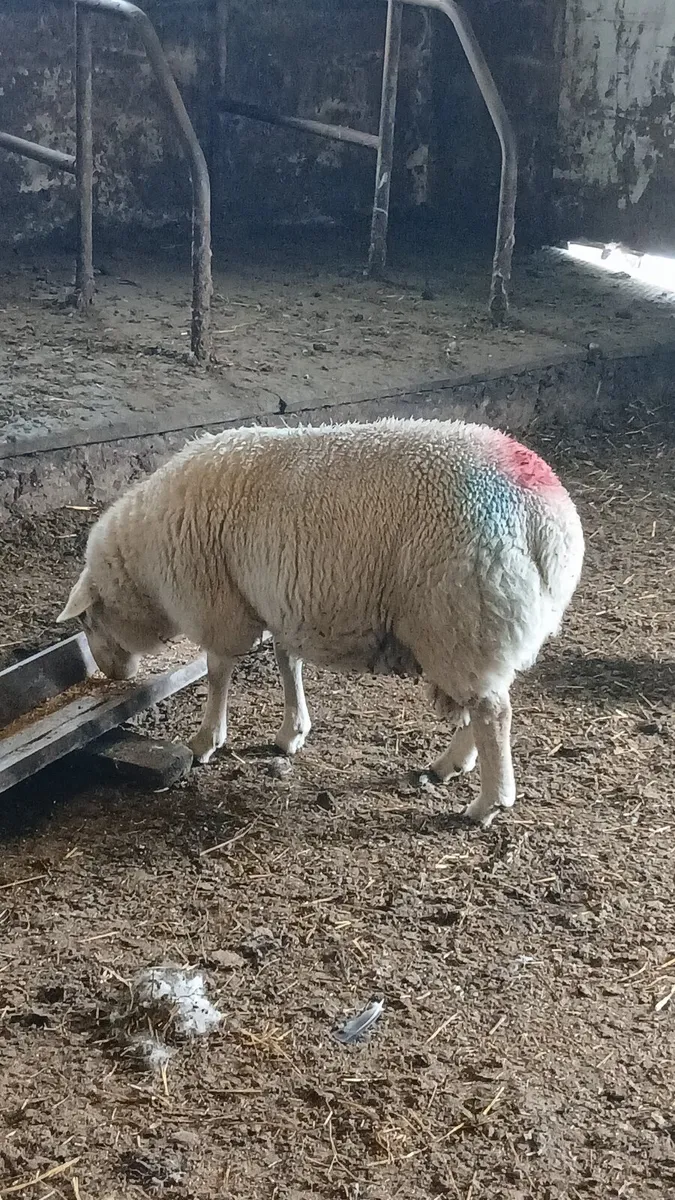 Ram lamb - Image 2