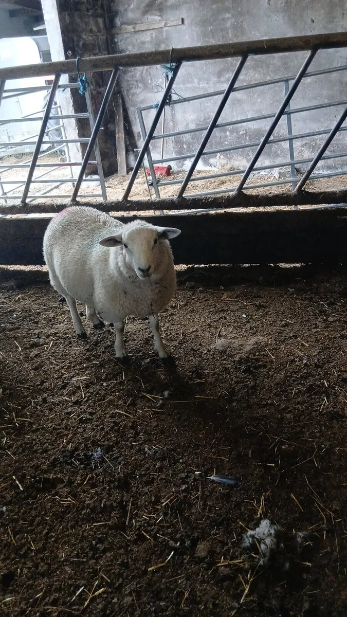 Ram lamb - Image 3