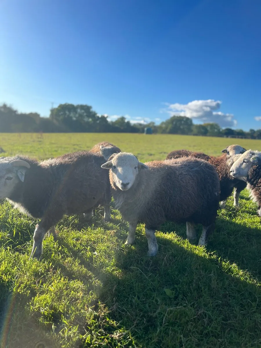Herdwicks - Image 1