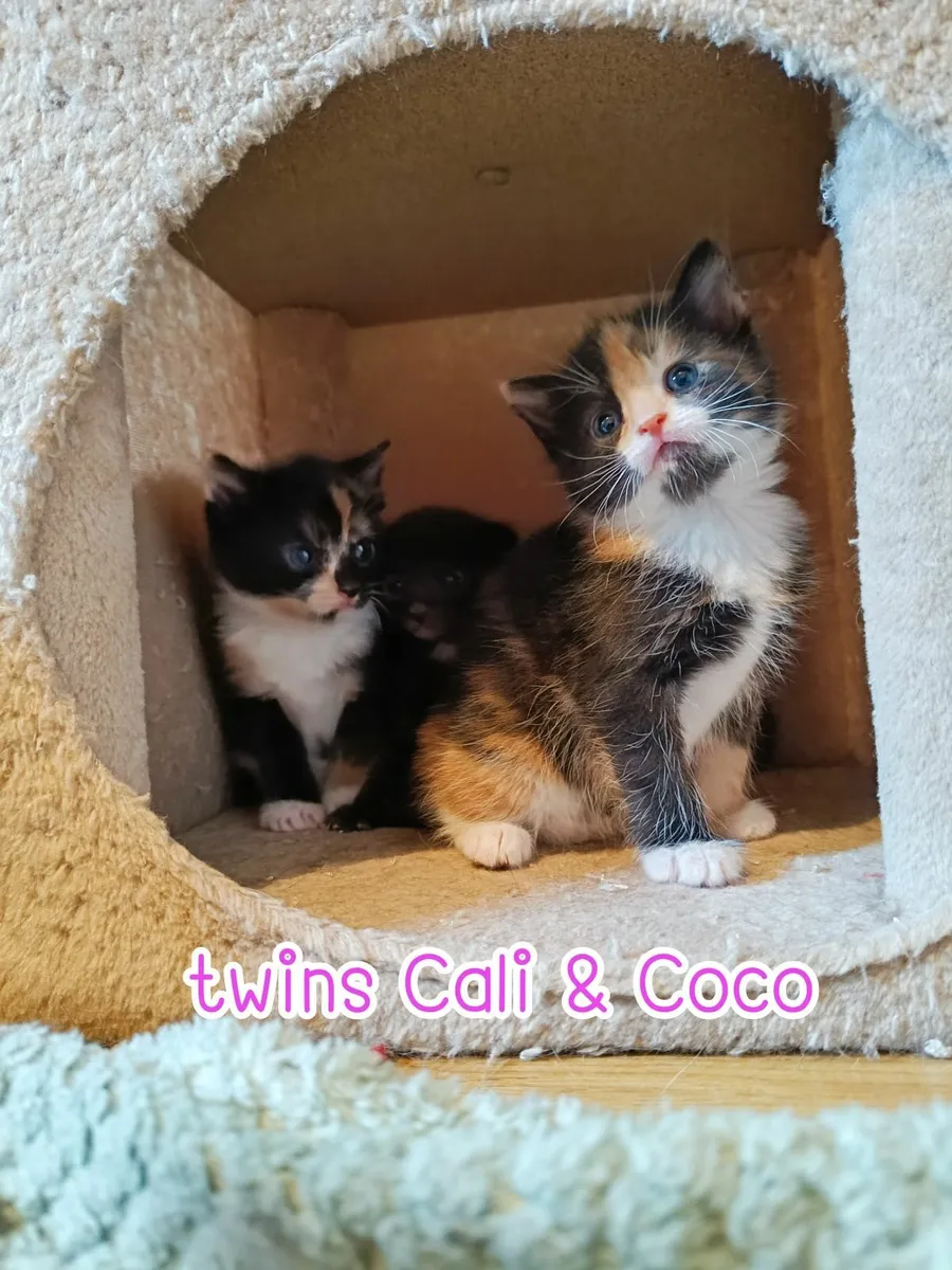 Kittens- read description - Image 2