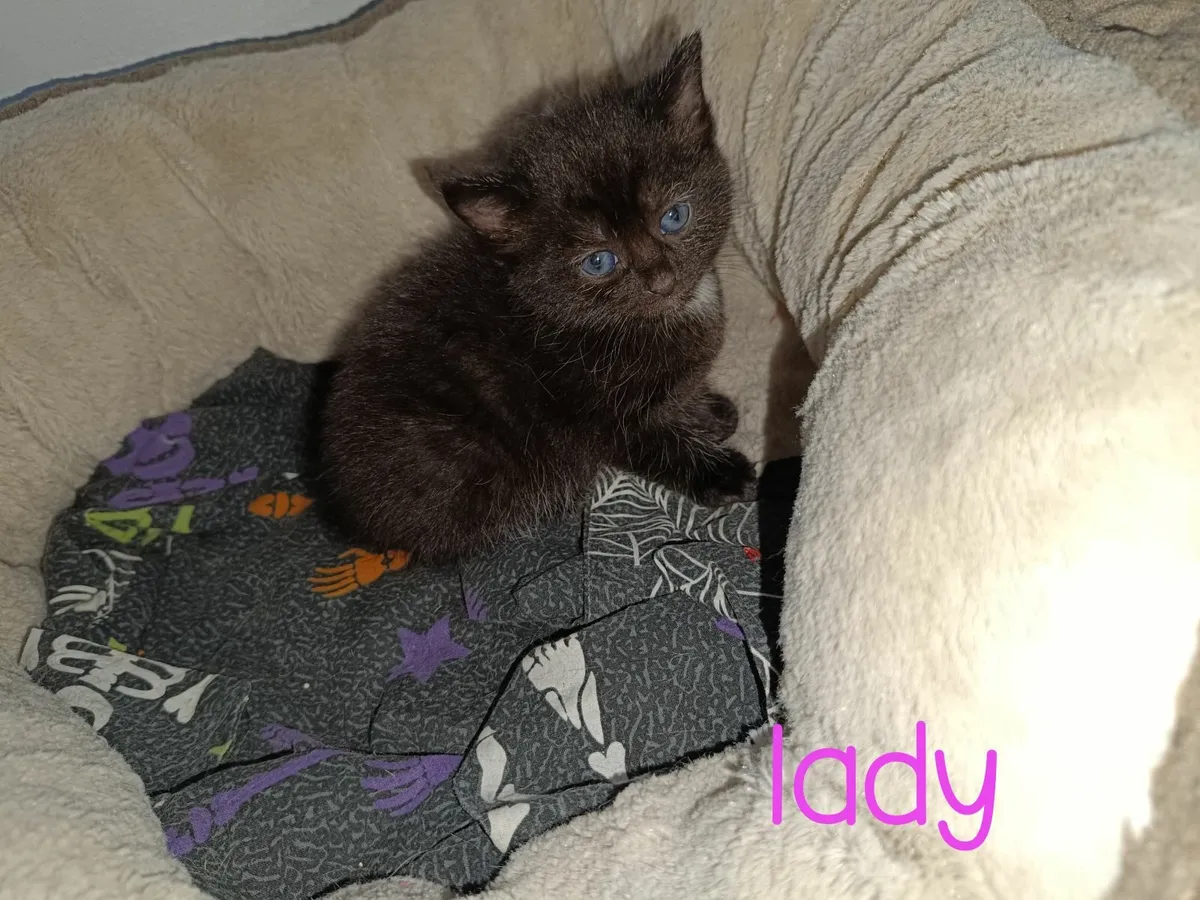 Kittens- read description - Image 3