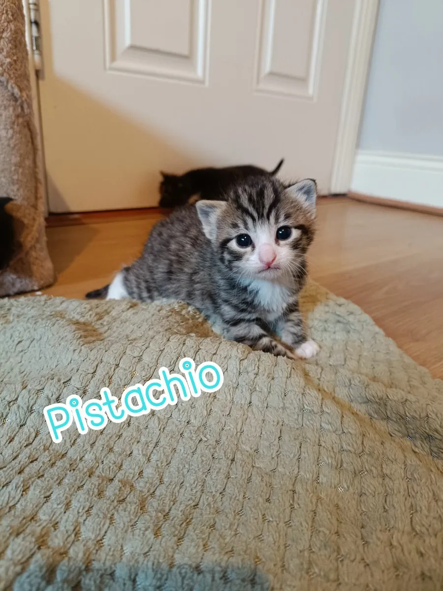 Kittens- read description - Image 4