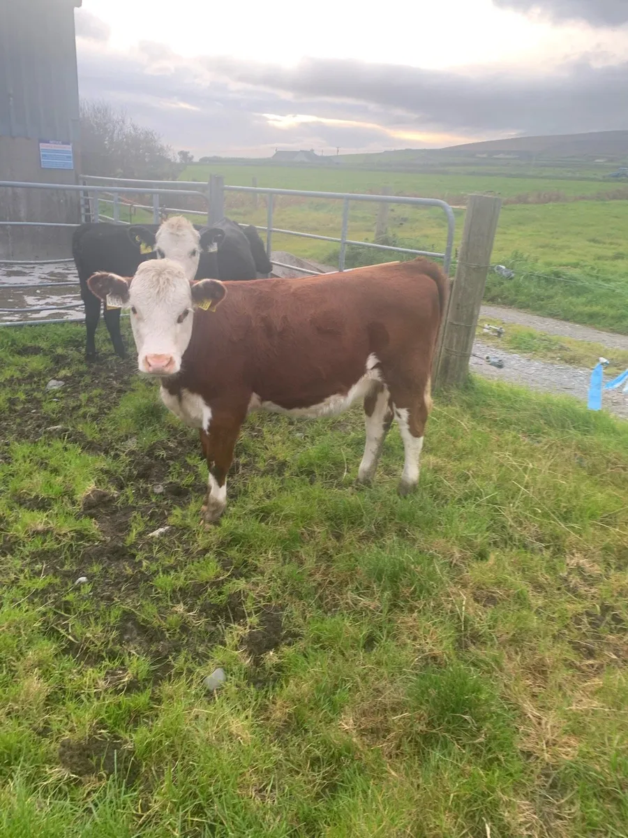 Cattle - Image 1