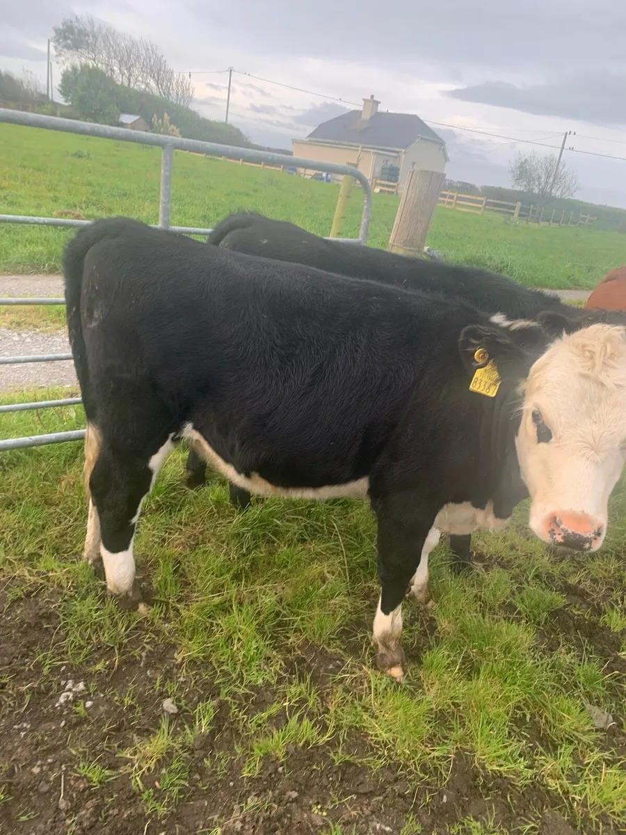 Cattle - Image 2