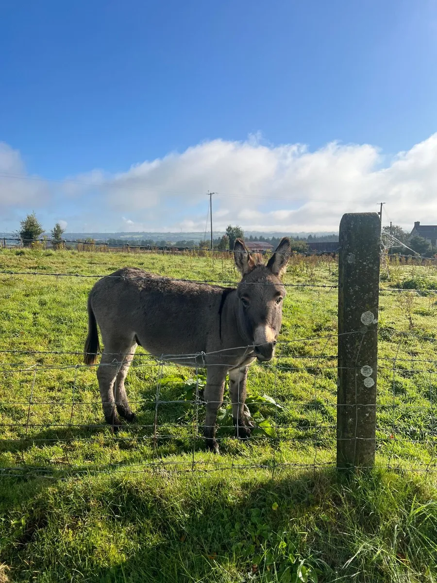 Donkey - Image 2