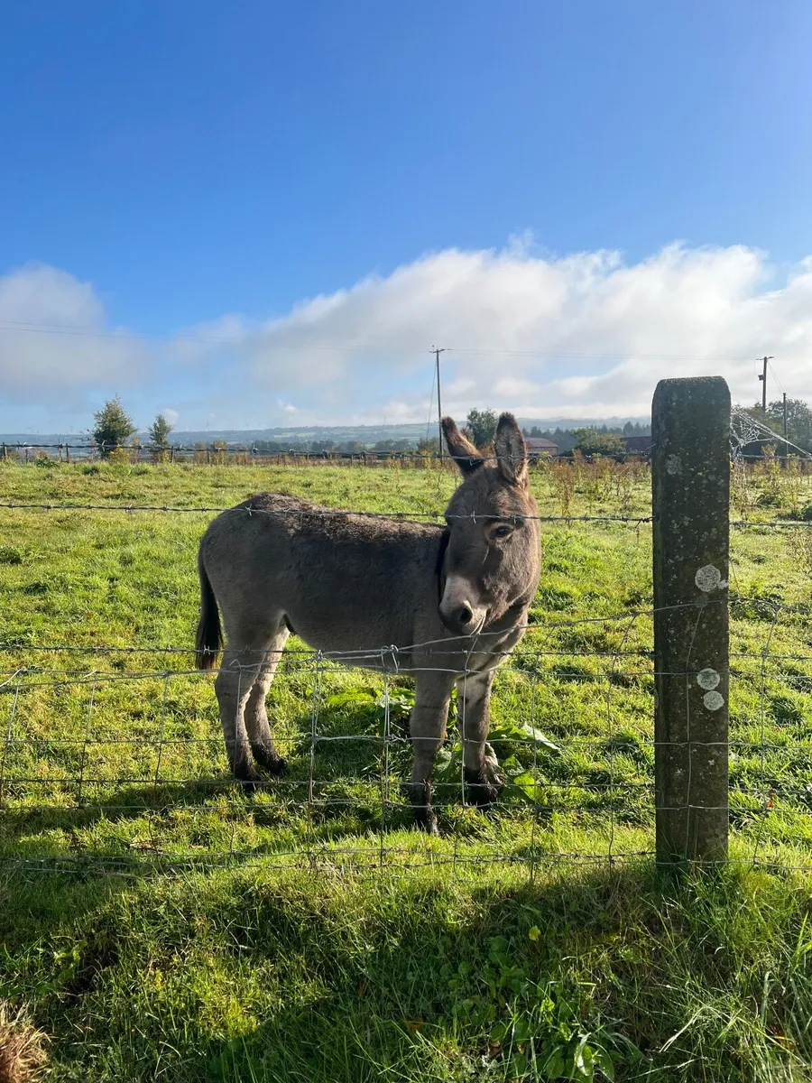 Donkey - Image 3