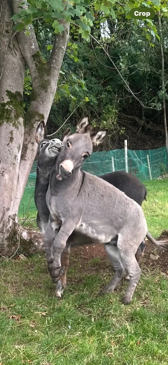 Donkey - Image 1