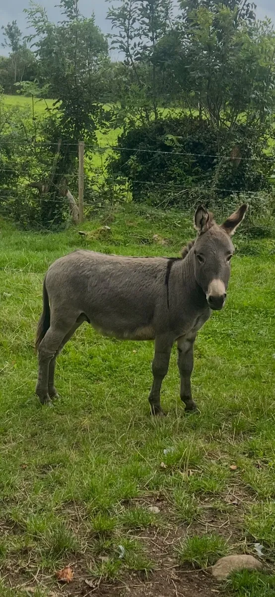 Donkey - Image 4