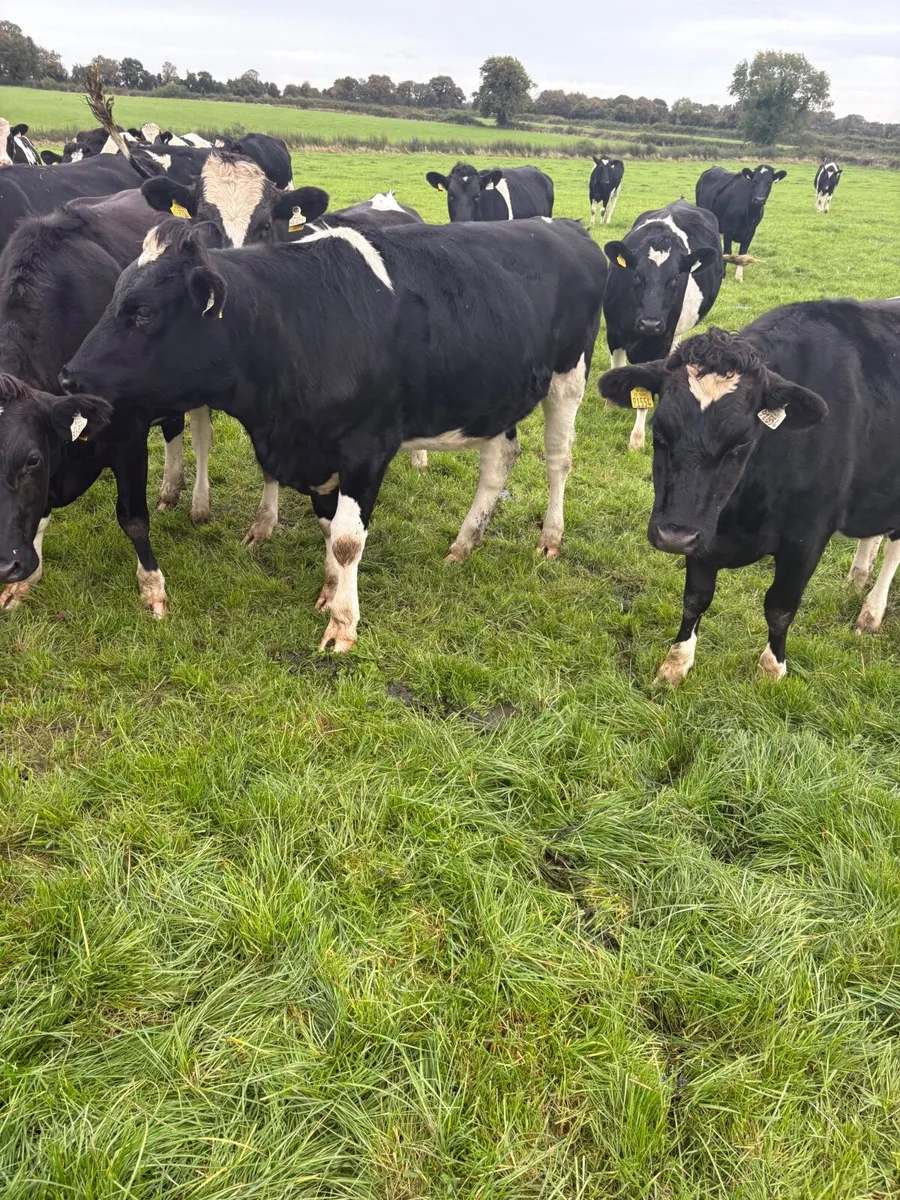 Livestock - Image 1