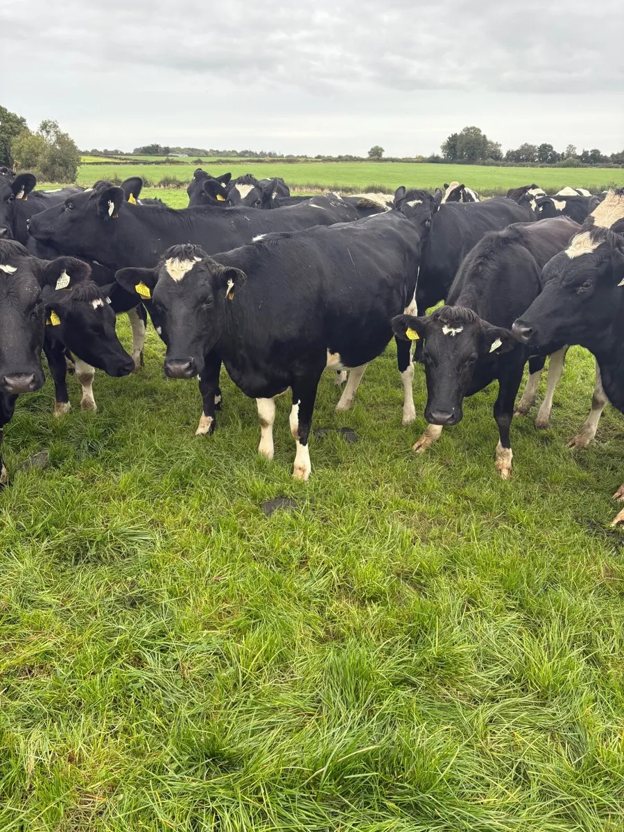 Livestock - Image 2