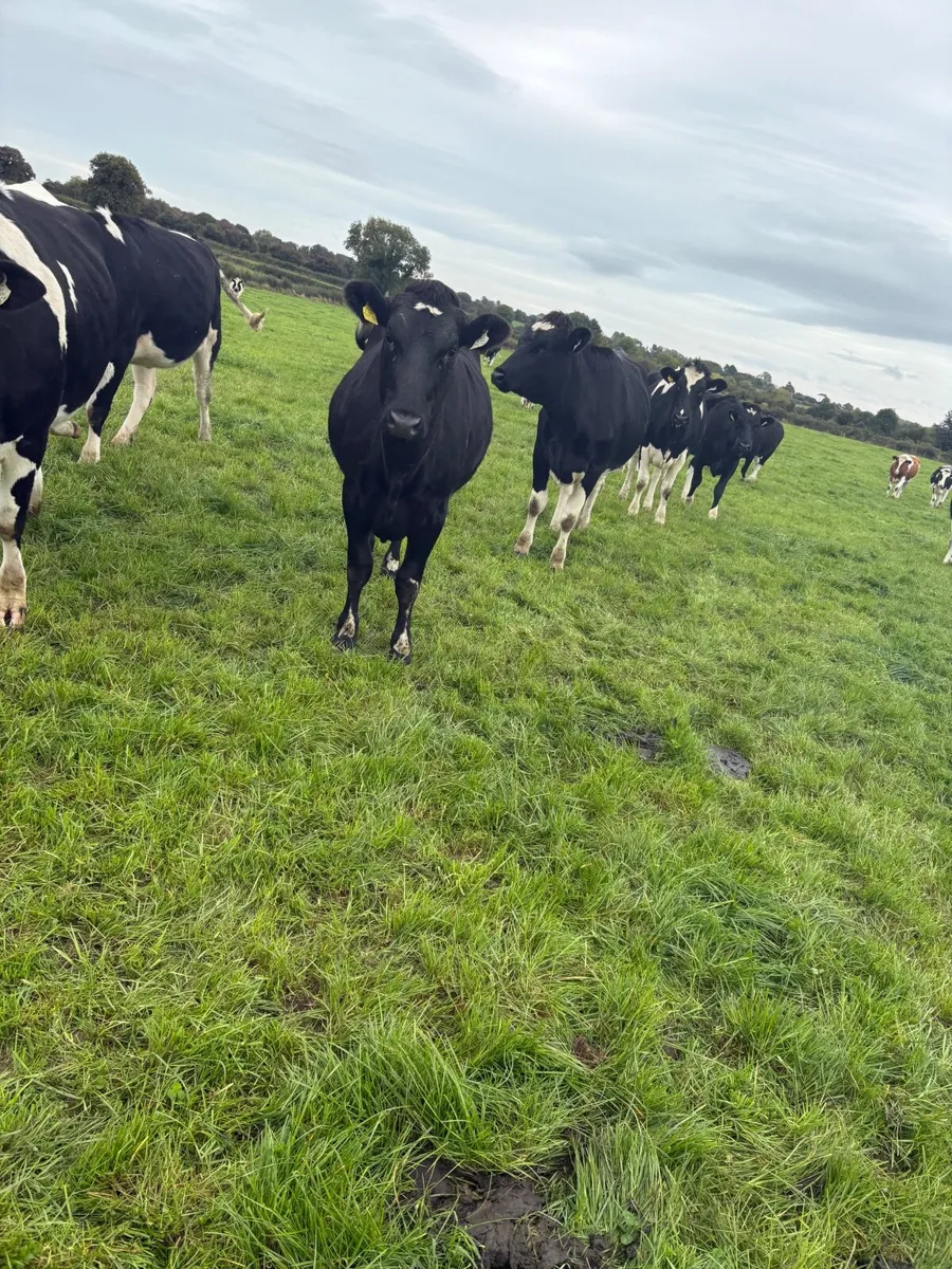 Livestock - Image 3