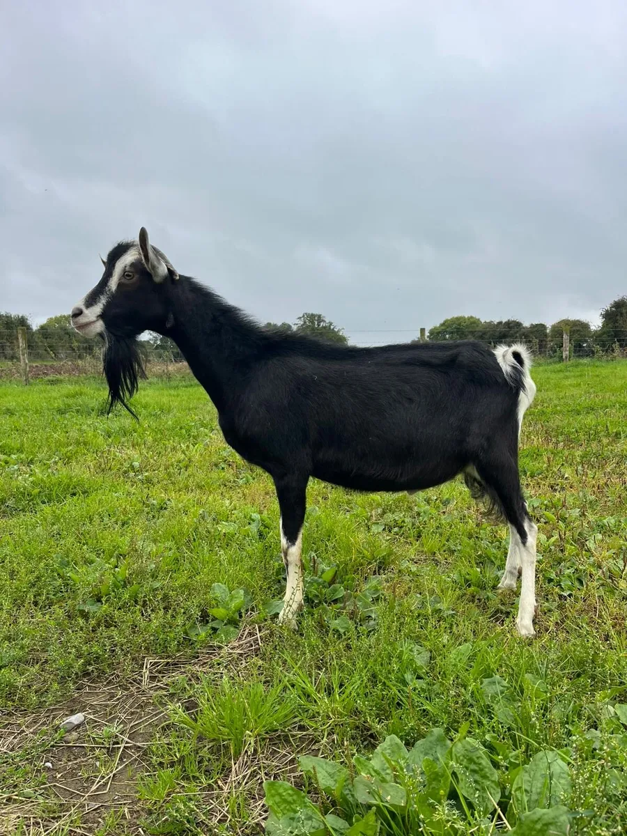 Pbnr Alpine male goat - Image 1