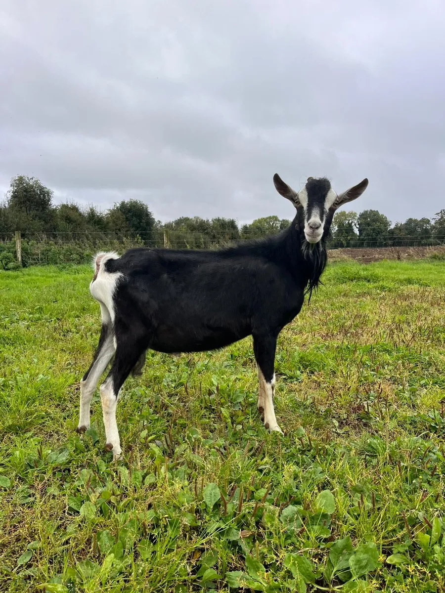 Pbnr Alpine male goat - Image 2