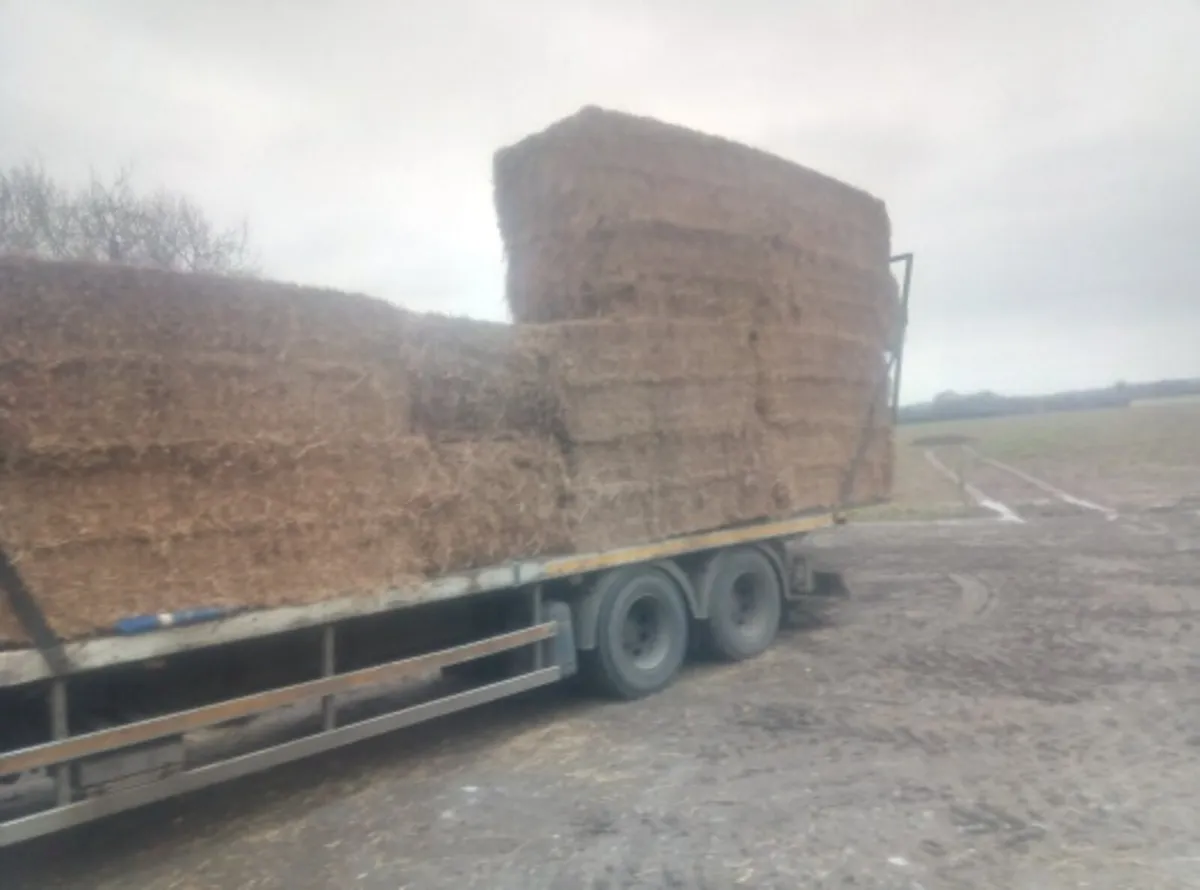 Big Square bales of hay for sale 7×4x3 - Image 4