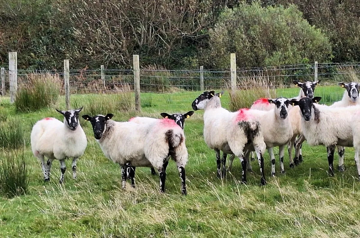 Young Ewes - Image 2