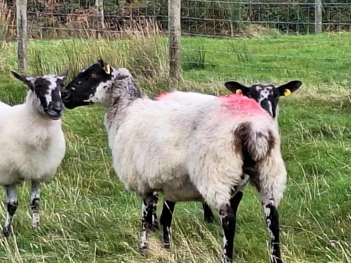Young Ewes - Image 3