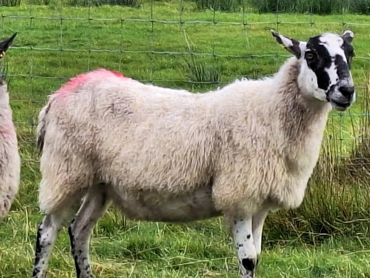 Young Ewes - Image 4