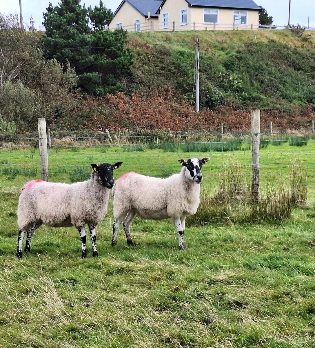 Young Ewes - Image 1