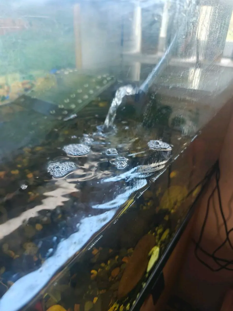 Turtles and tanks - Image 2