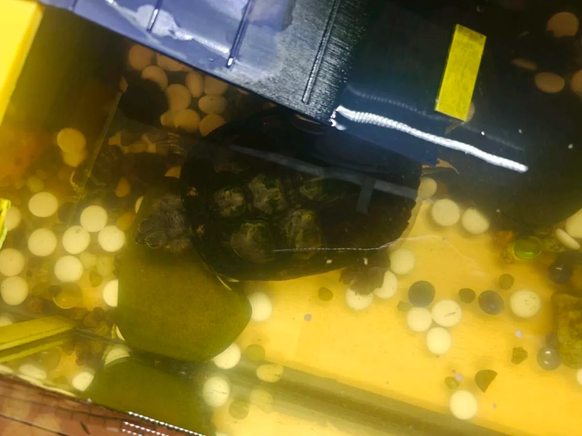 Turtles and tanks - Image 4