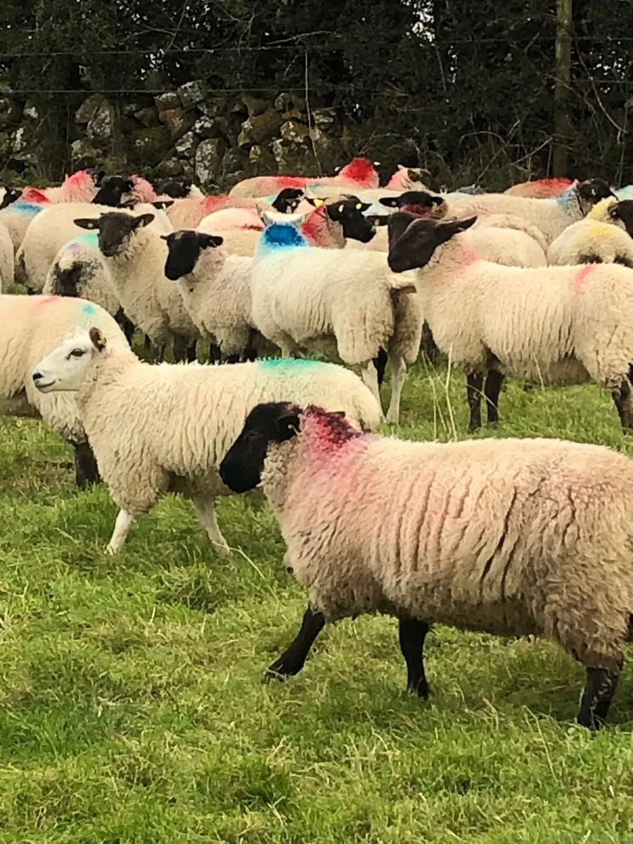 120 Suffolk Ewe Lambs - Image 2