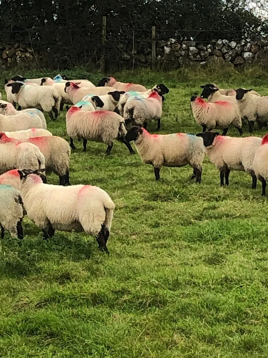 120 Suffolk Ewe Lambs - Image 3