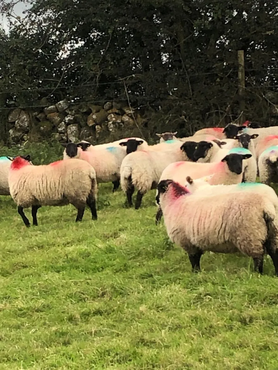 120 Suffolk Ewe Lambs - Image 4