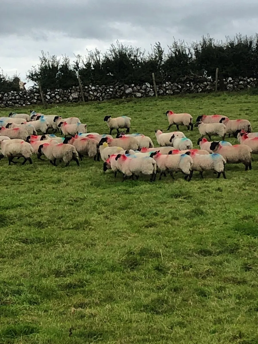 120 Suffolk Ewe Lambs - Image 1