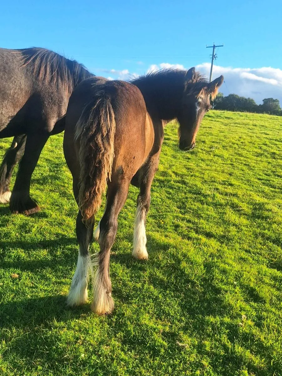 Champion colt for for sale!!!! - Image 2
