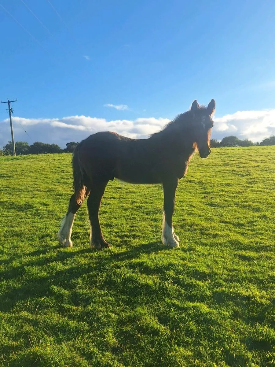 Champion colt for for sale!!!! - Image 3