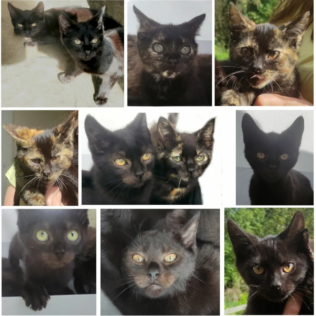 Kittens - Image 1