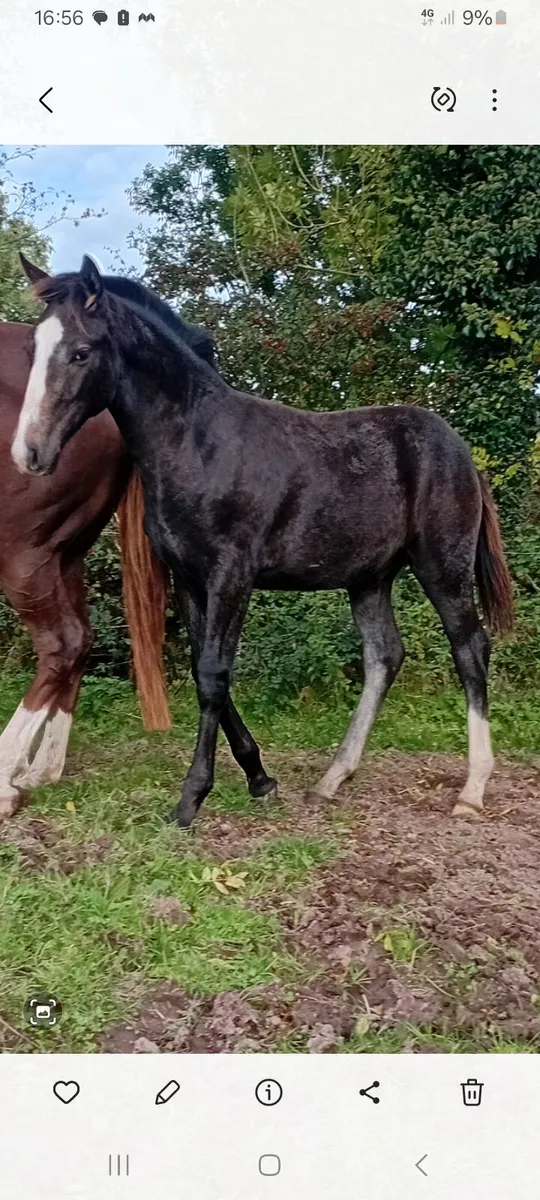 Outstanding  colt foal - Image 1