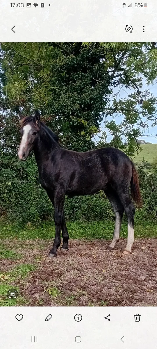 Outstanding  colt foal - Image 2