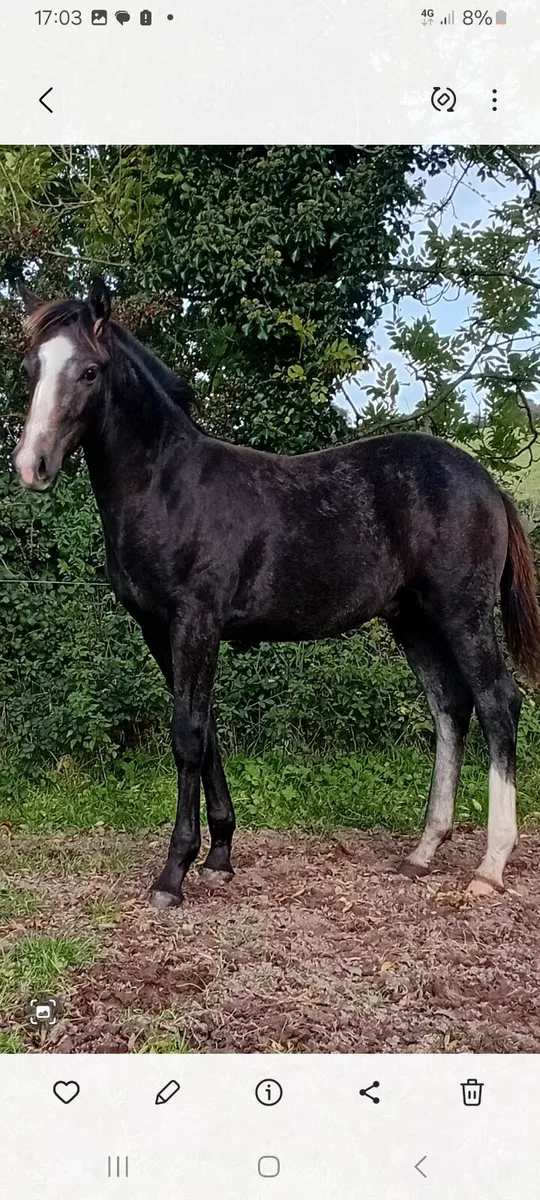 Outstanding  colt foal - Image 3