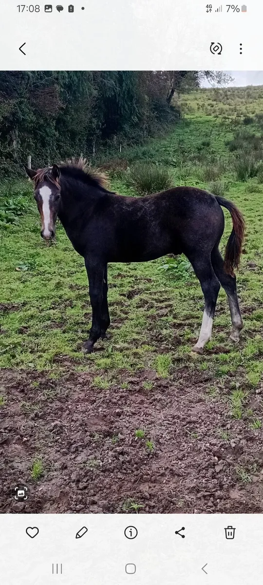 Outstanding  colt foal - Image 4