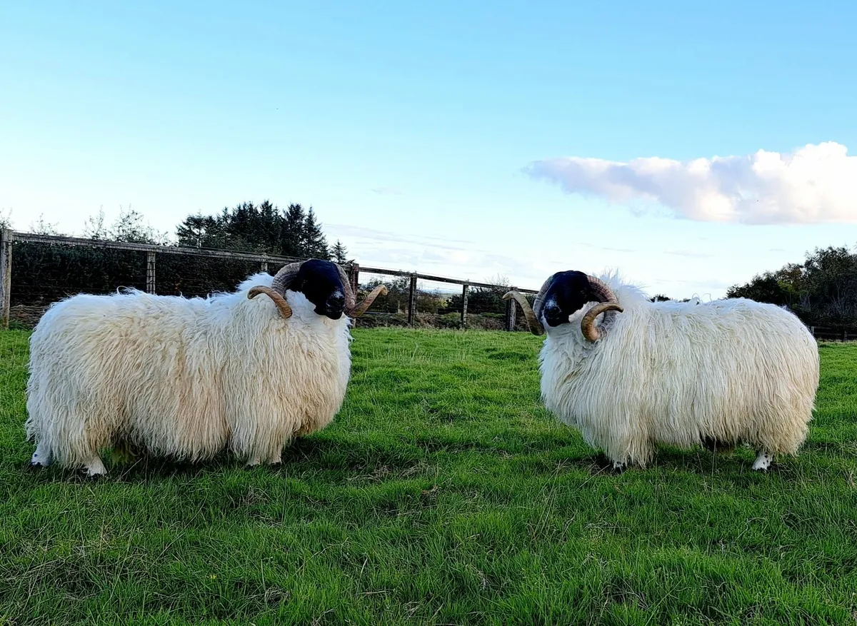 Scotch Blackface Hogget Rams - Image 2