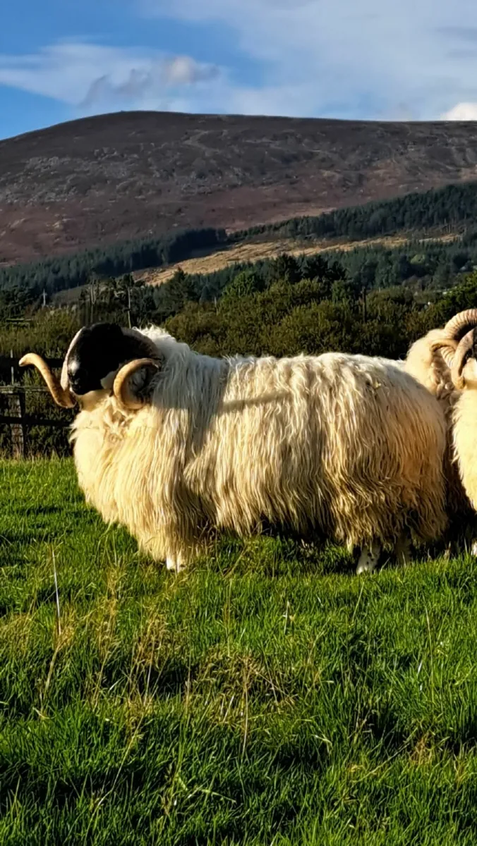 Scotch Blackface Hogget Rams - Image 4