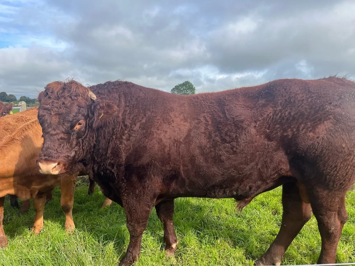 Saler bull - Image 1