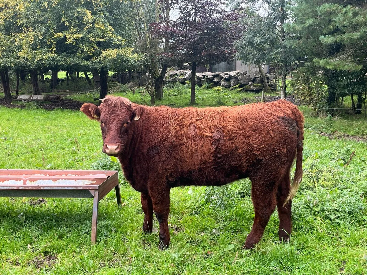 Saler bull - Image 2