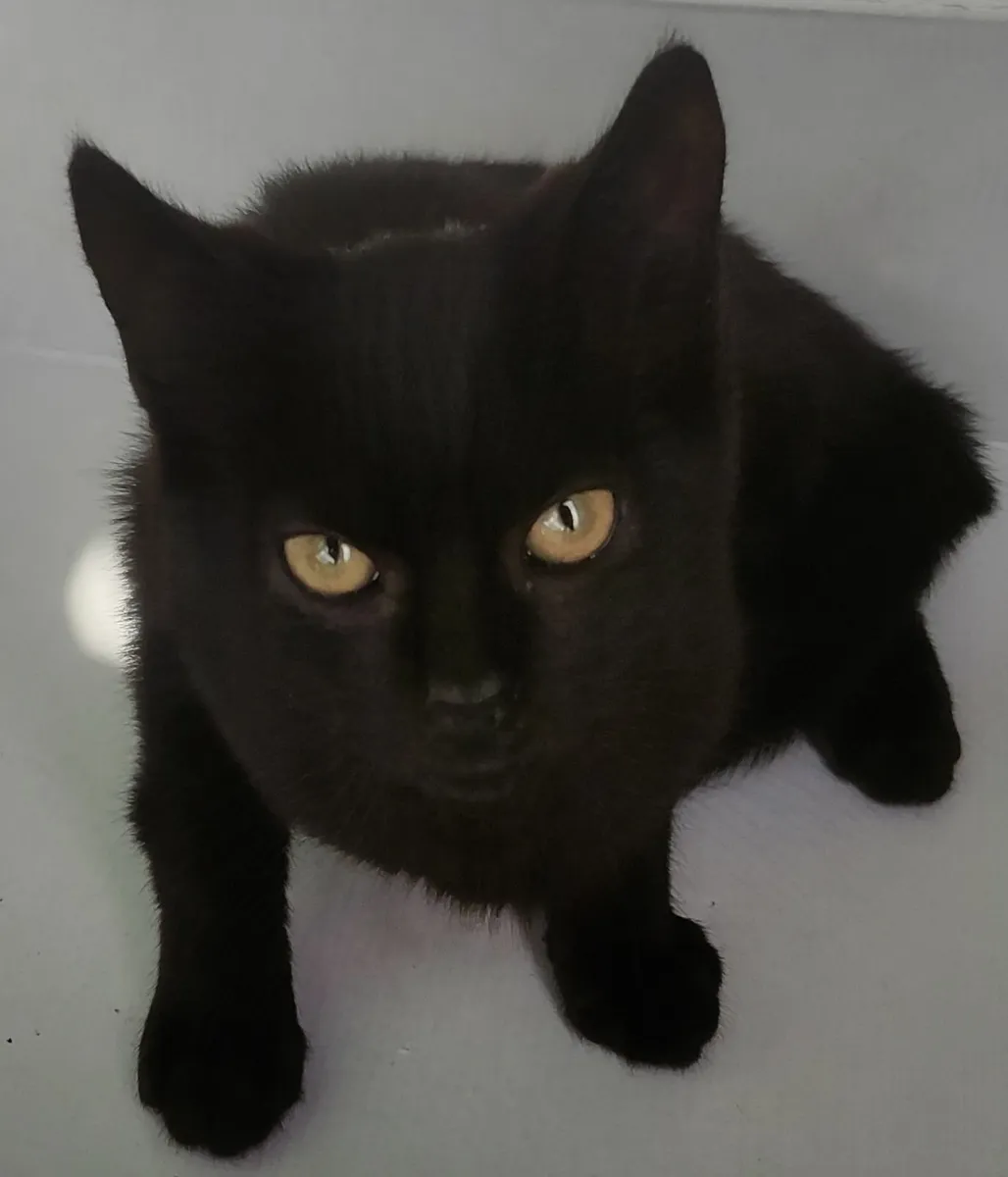 Kittens - Image 2