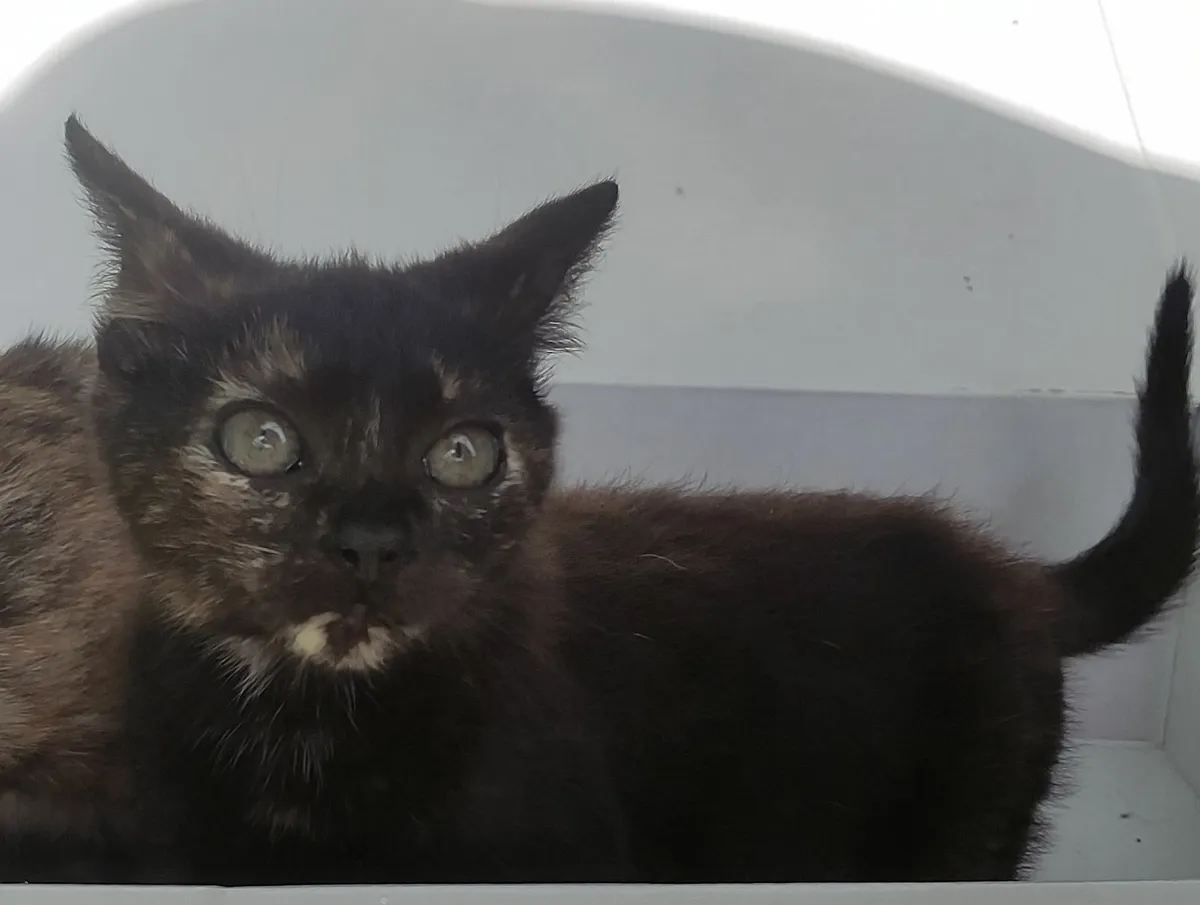 Kittens - Image 3