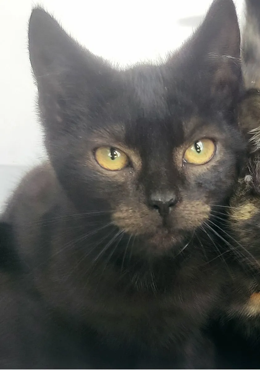 Kittens - Image 4