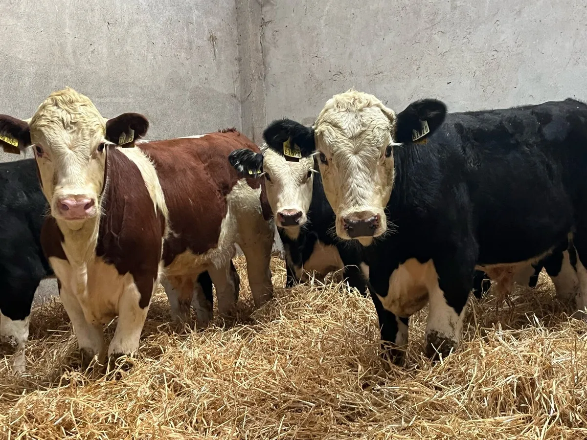 Serious HE Bull Weanlings - Image 2