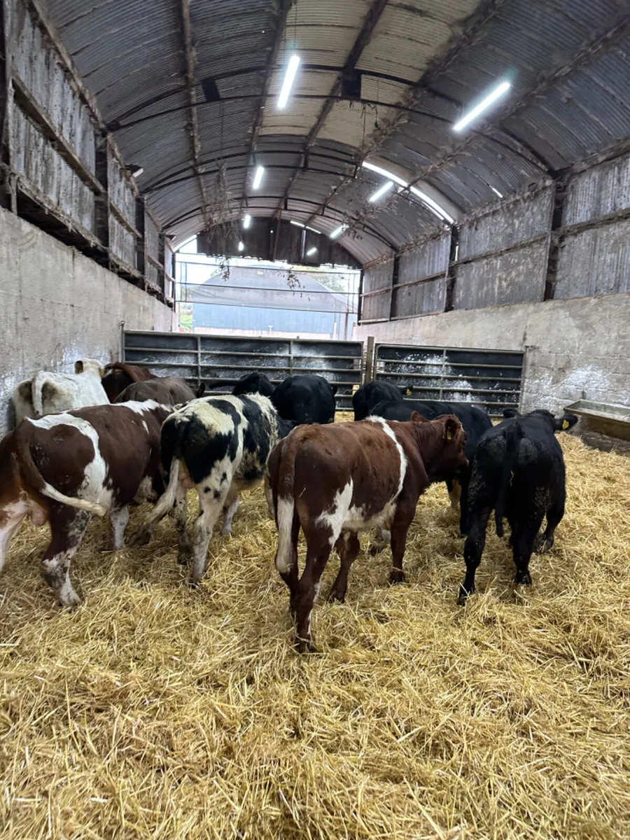 Angus blue and Hereford bulls - Image 1