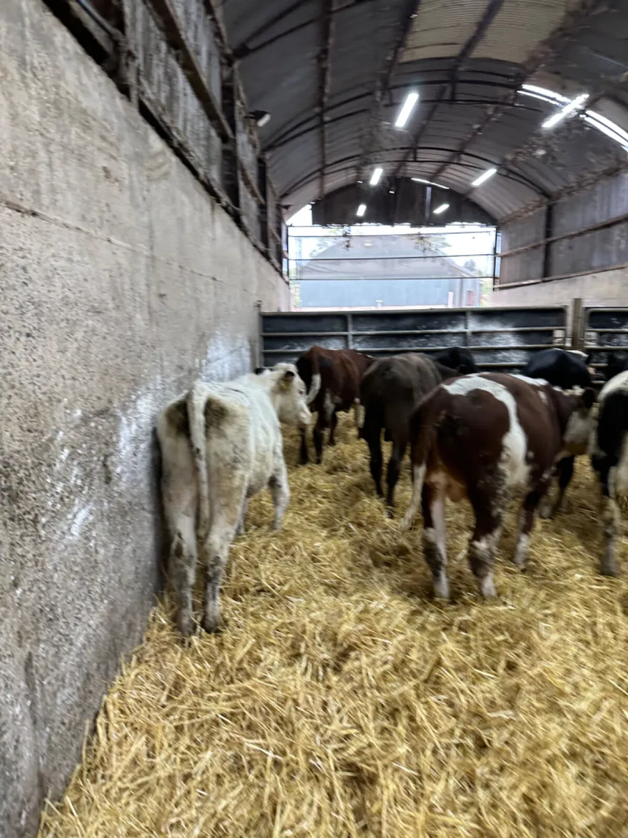 Angus blue and Hereford bulls - Image 2