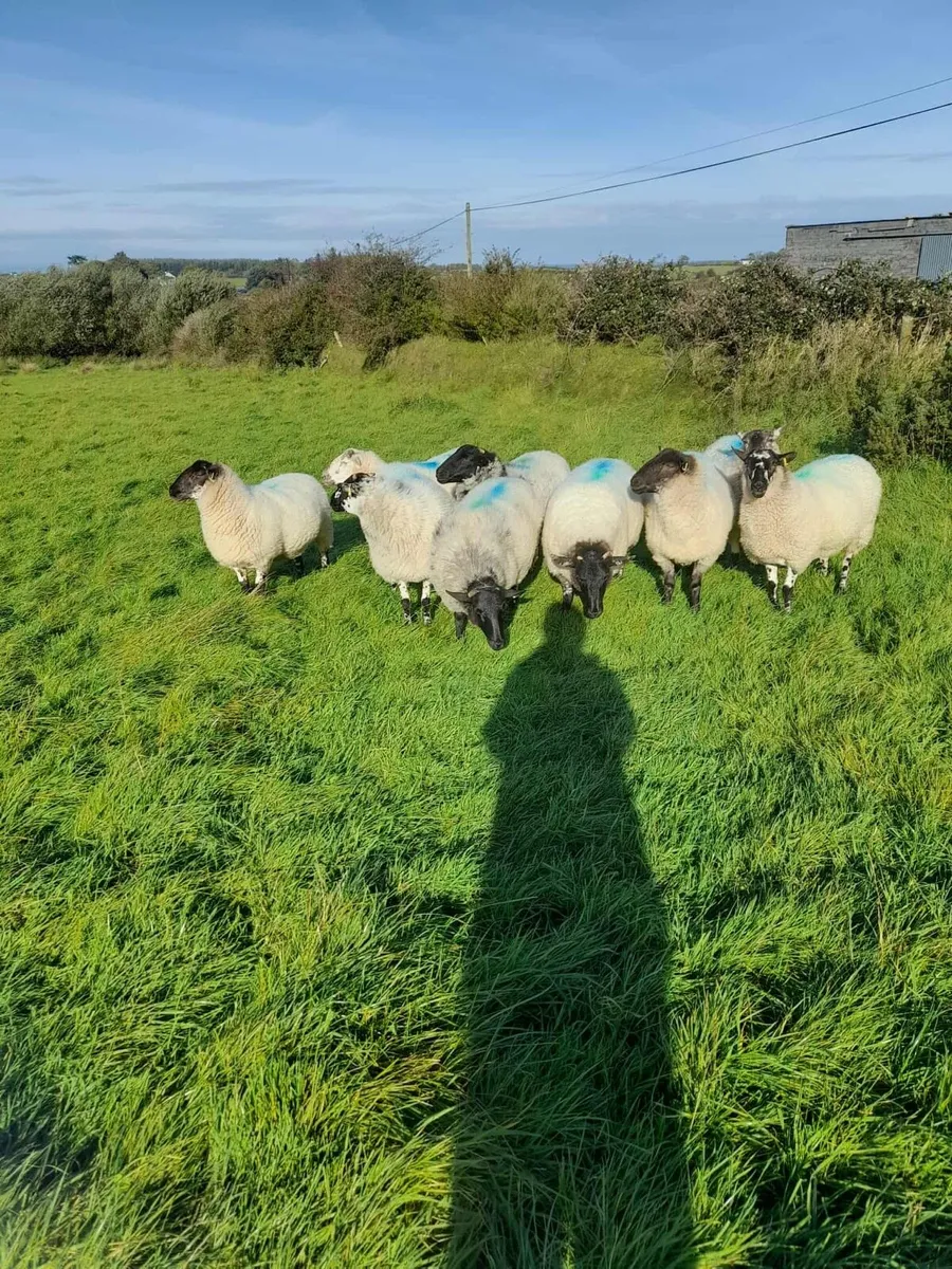 9 Cross Breed Hoggets for Sale