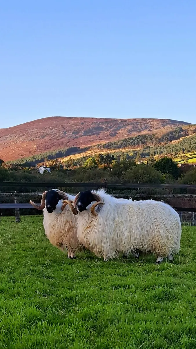 Scotch Blackface Hogget Rams - Image 1