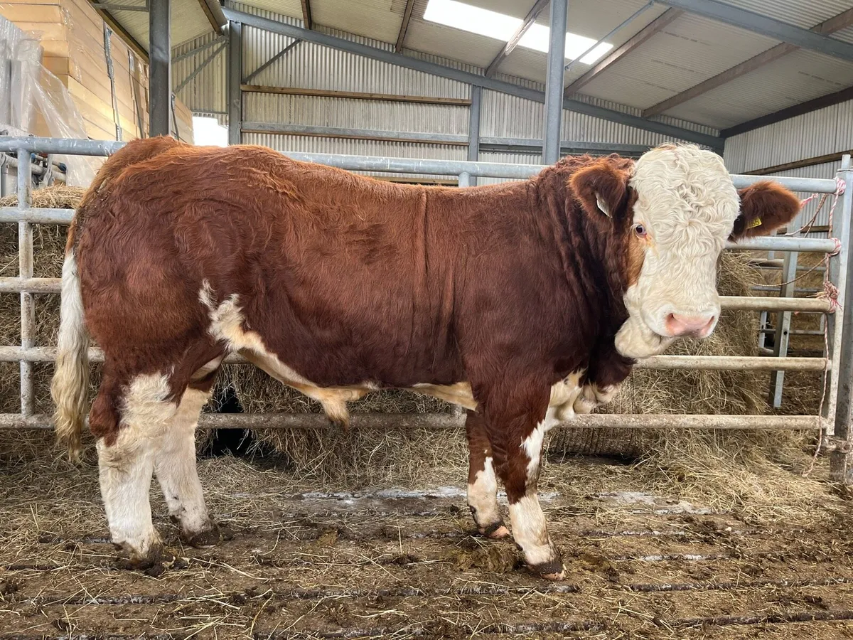 PBR Simmental bull